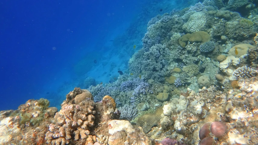 the coral reef is in the water and clear