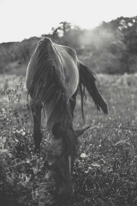 black and white image of horse grazing in grassy field