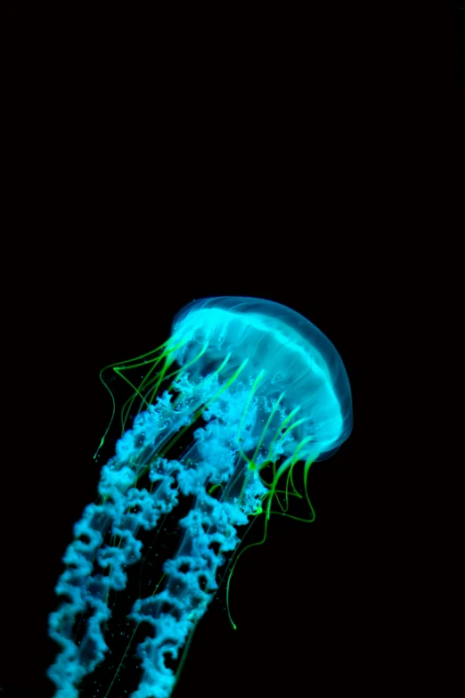 some kind of jellyfish in blue and green