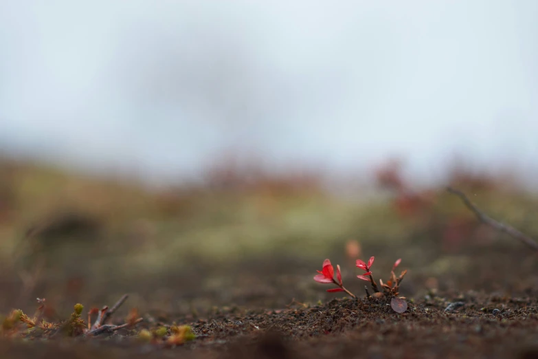 a lone red flower is in the dirt