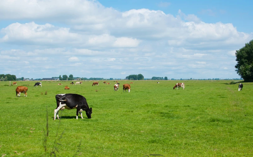 a herd of cows grazing in a large grassy field