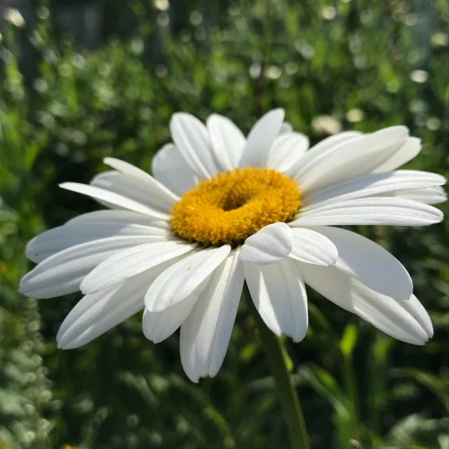 a white daisy with yellow center sits in the green area