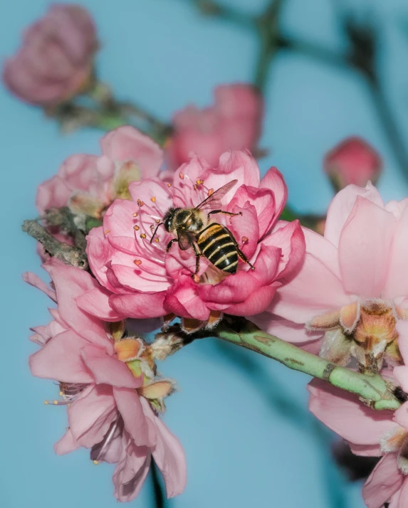 a bee on pink flowered nch with blue background