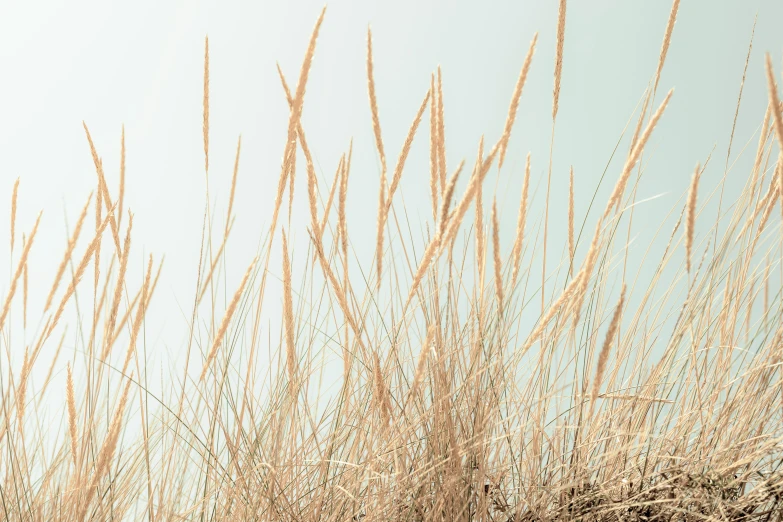 tall, grass is in front of the sky