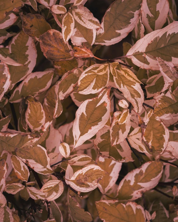 leaves that are on a tree nch in the sunlight