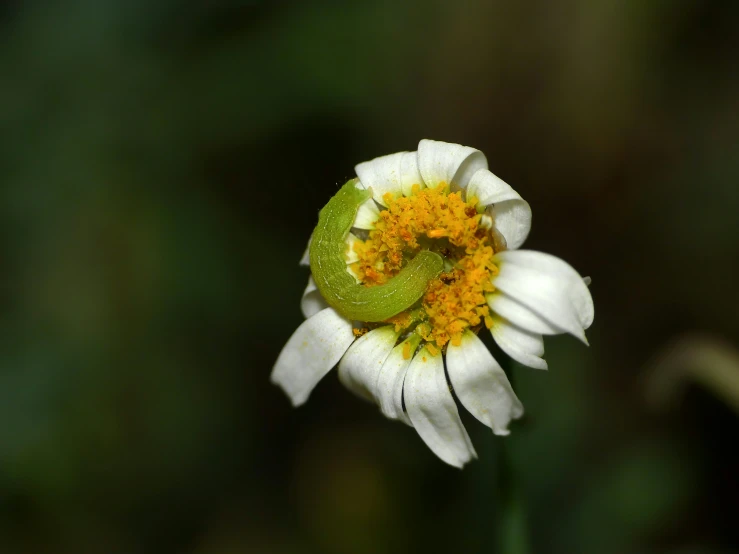 an open flower with leaves on the stem and a green center