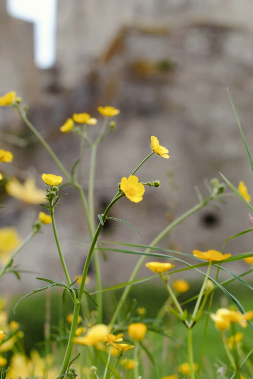 a field full of yellow flowers next to a wall