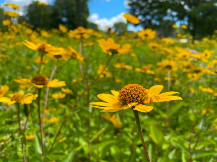 a field full of yellow flowers under a blue sky