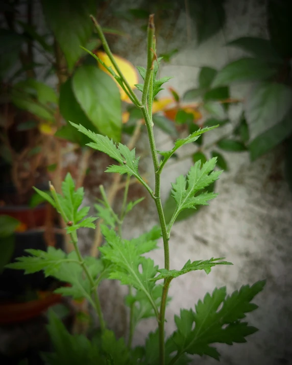 a single leaf in a plant, partially covered by leaves