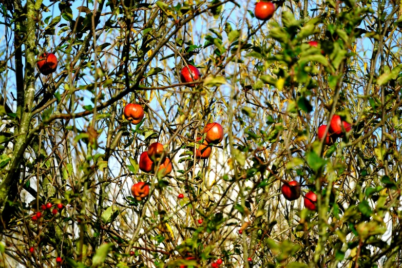 a tree filled with lots of ripe apples on top of it