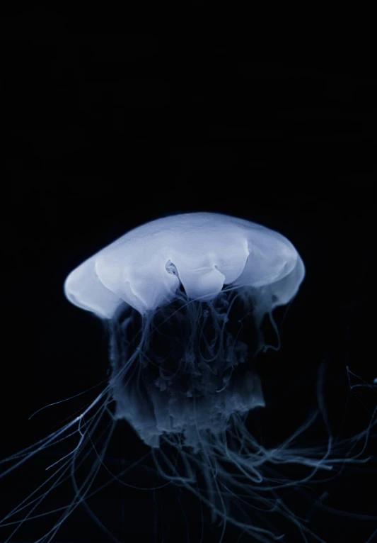 a white jellyfish swimming in a dark sea