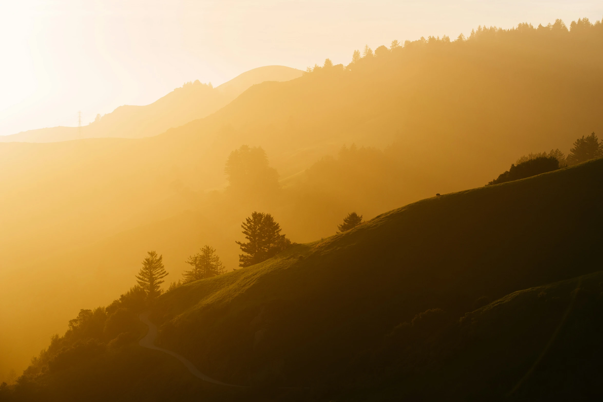 the trees are all alone on the hill