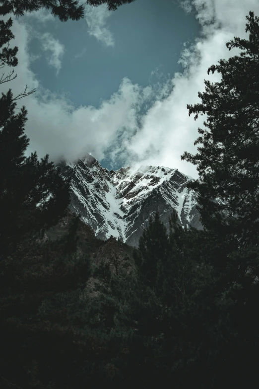 some very tall trees with a snow covered mountain in the background