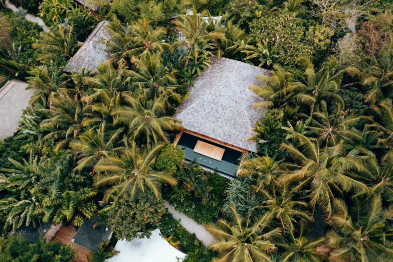 a home nestled in the jungle surrounded by palm trees