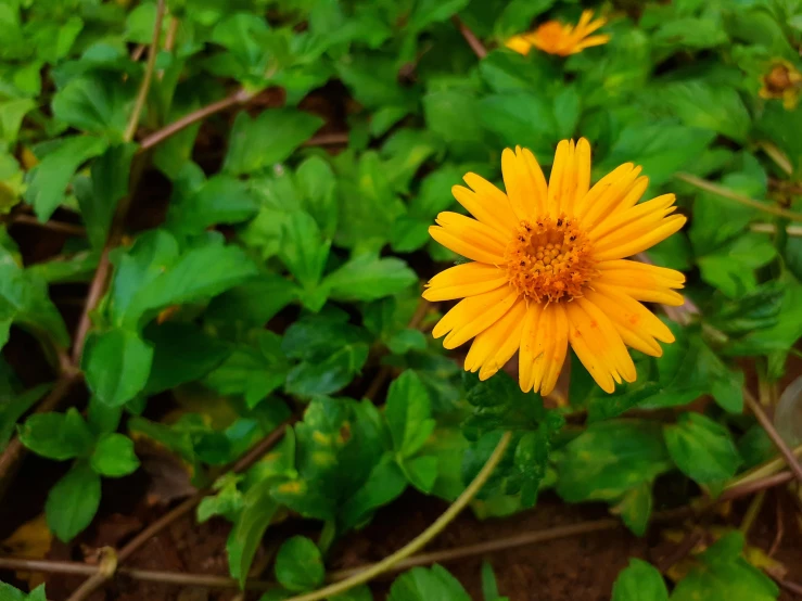 yellow flowers on green leaves and ground