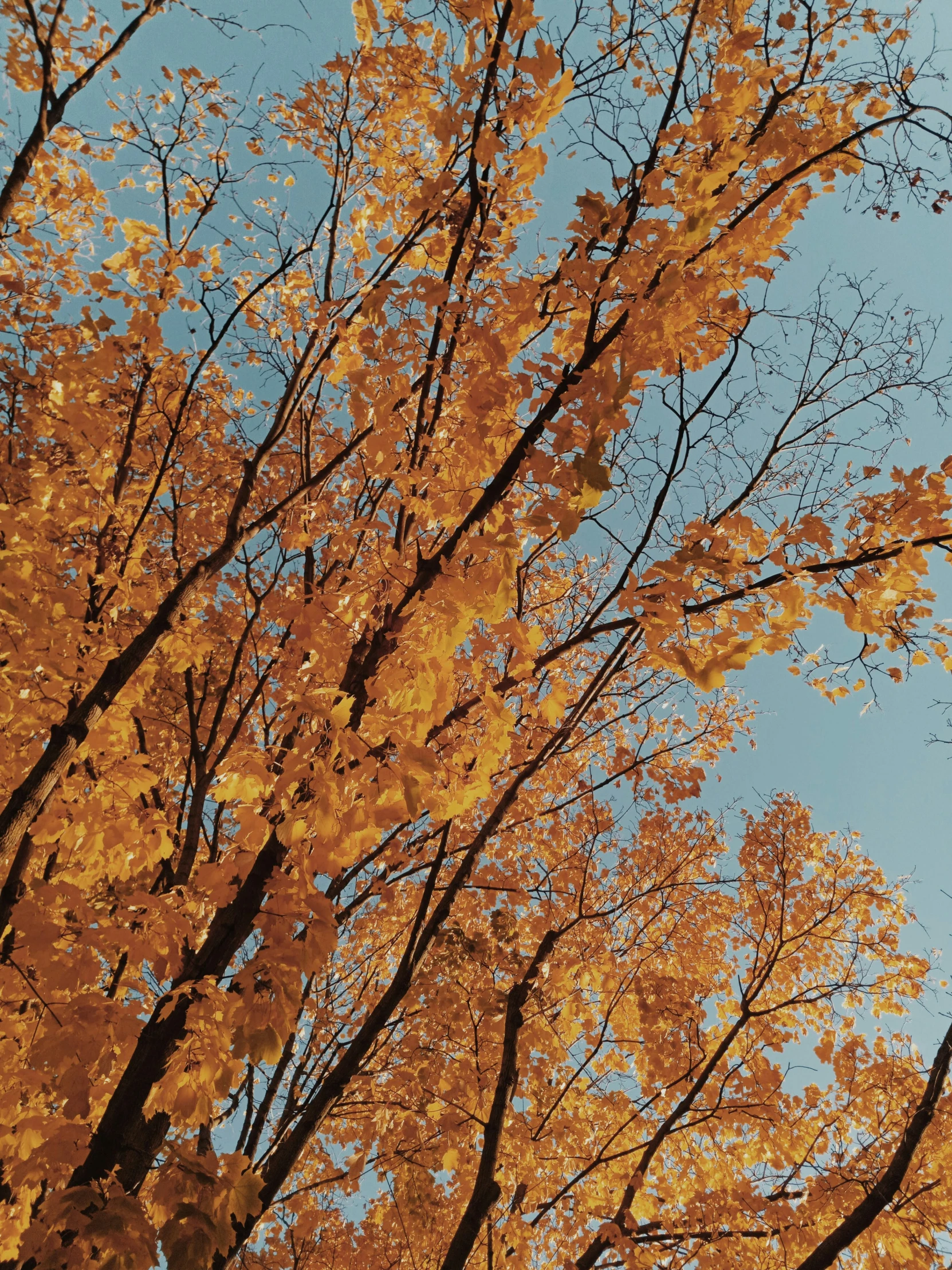 autumn trees are changing colors with the sun shining