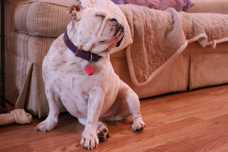 a close up of a dog near a couch