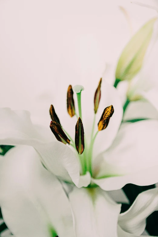 the inside of an orchid has flowers in it