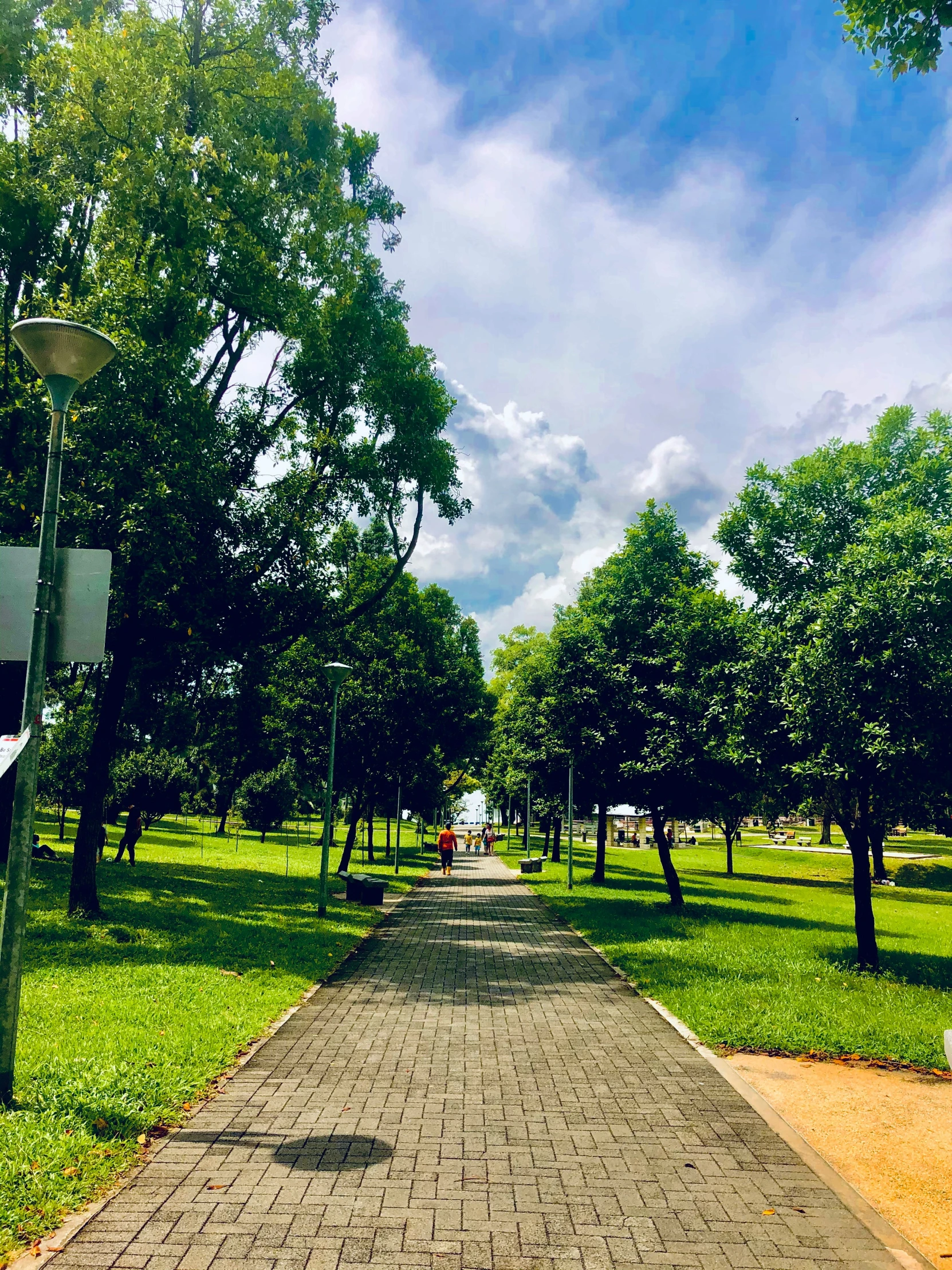 a pathway between several large trees is shown