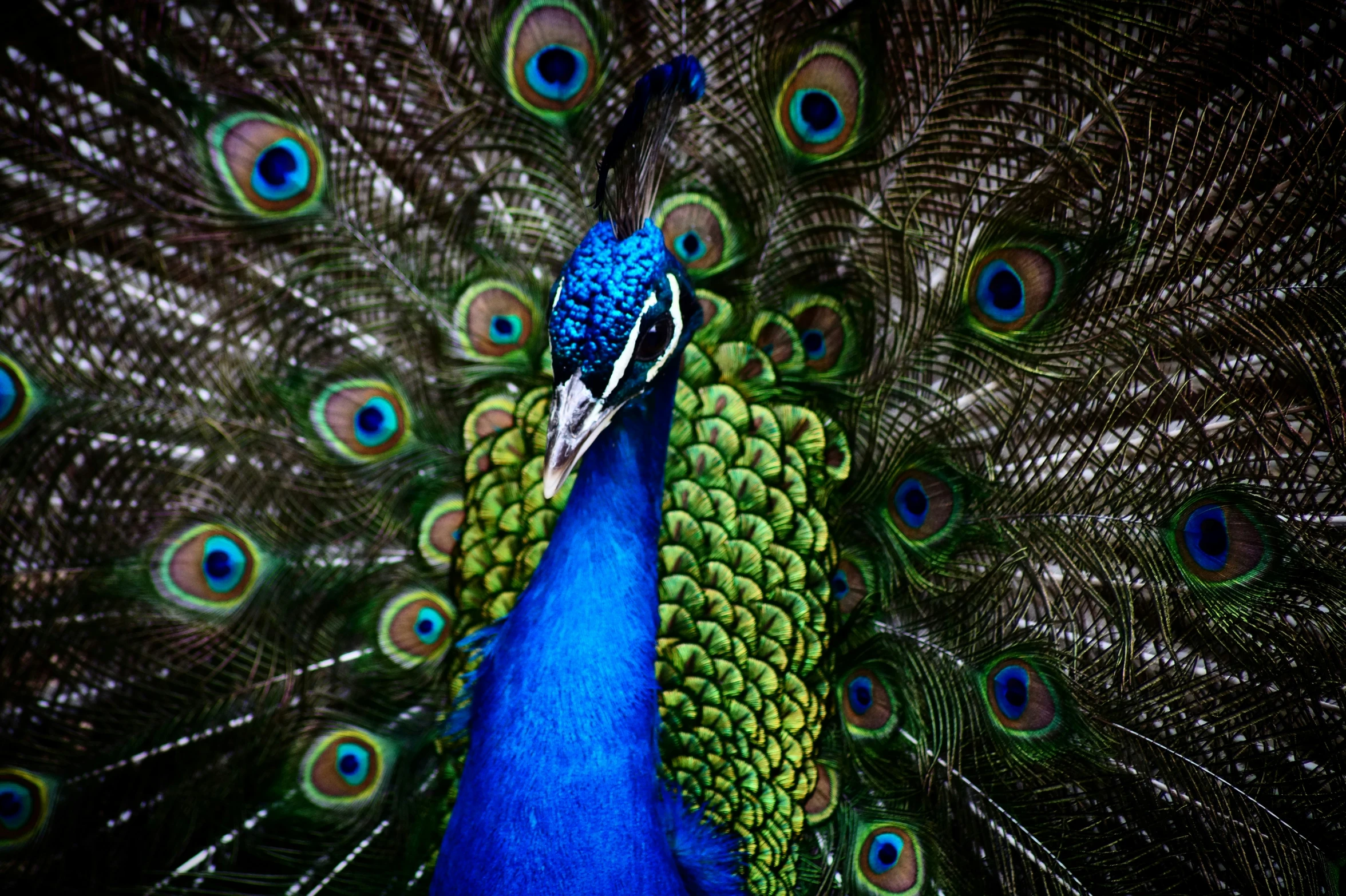 a peacock is displaying its multicolored feathers