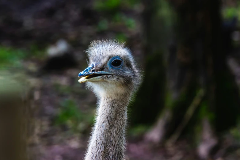 an ostrich stares intently off into the distance