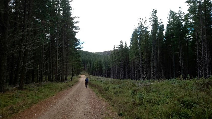 the person walks on a path in the forest