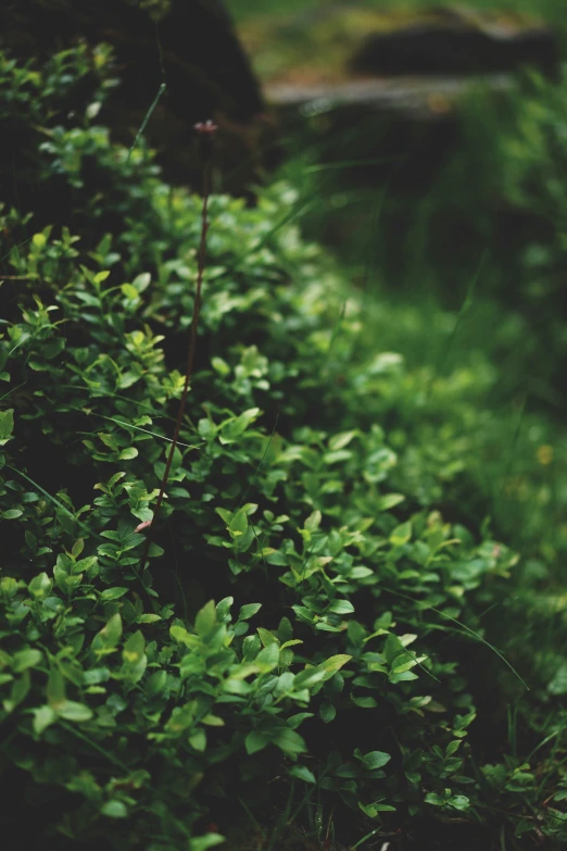 the vegetation is very green with some small brown flowers