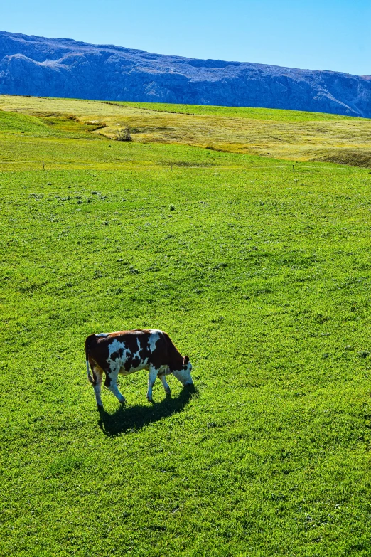 a lone cow grazing in the middle of an open grass field