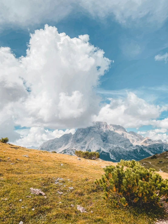 a single tree on a hillside with mountains in the background