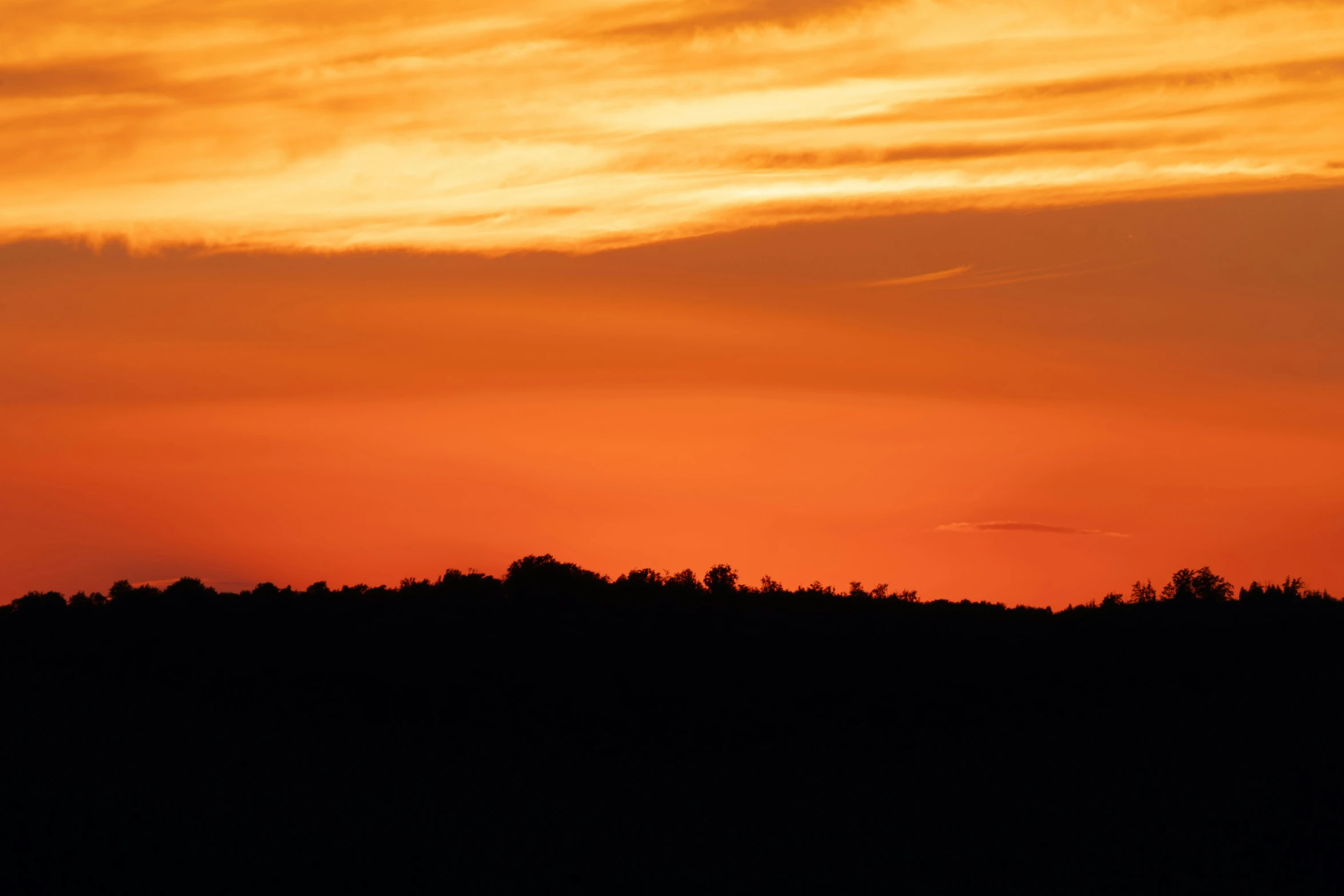 the bird stands on a tree during sunset