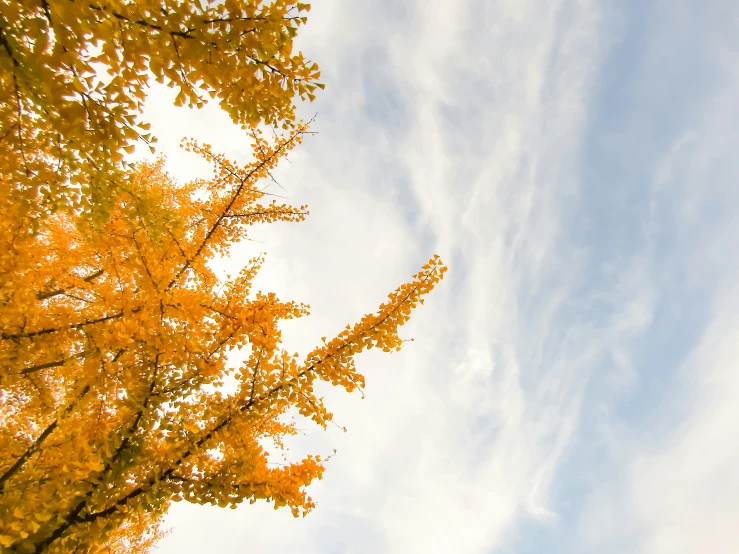 the tree leaves and foliage of an autumn tree are changing color