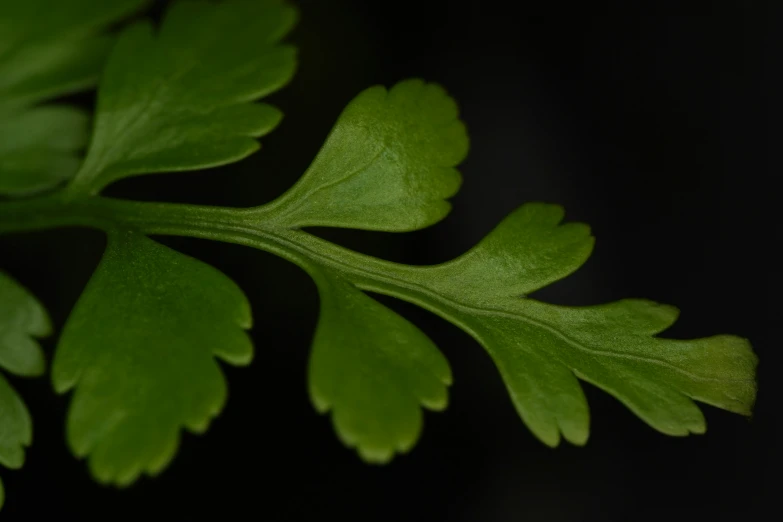 green leaf on a black background