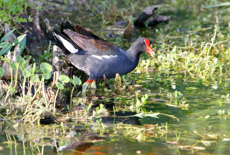 a black and white bird near some water