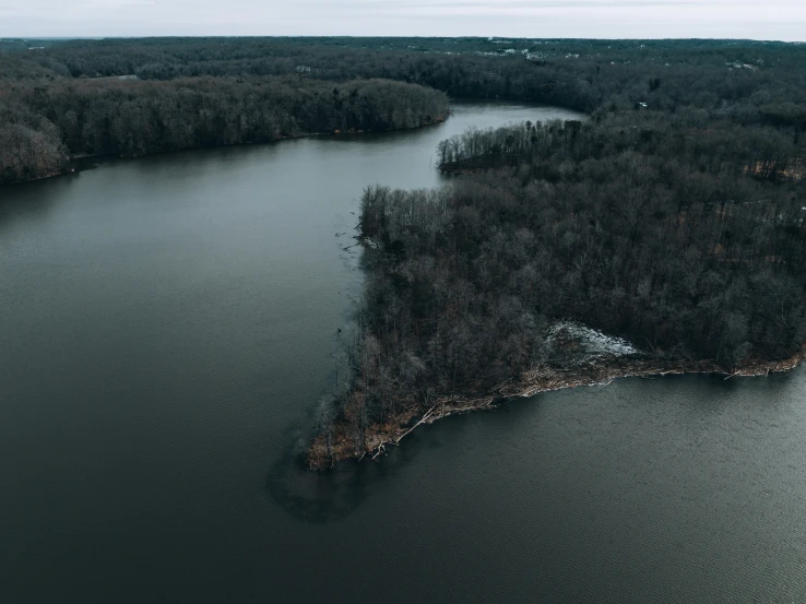 some trees that are in the middle of water