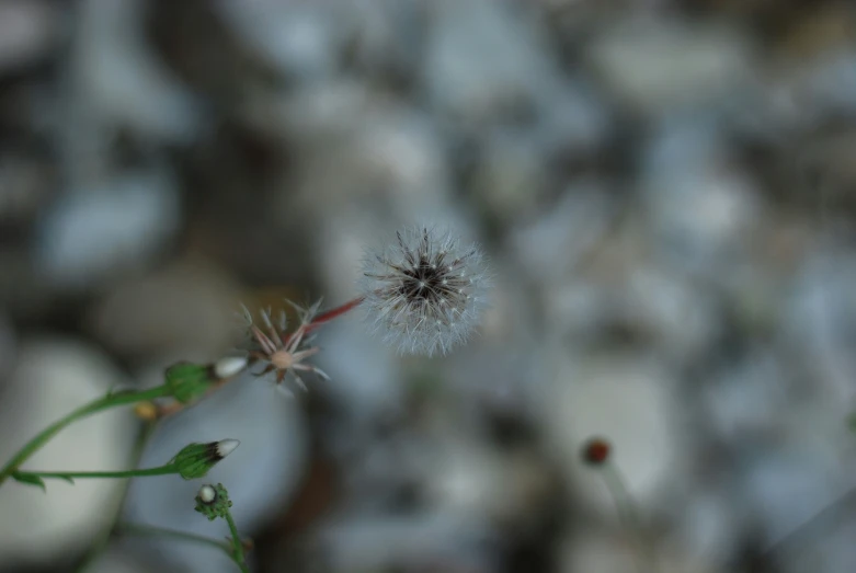 a close up view of a flower that is budding