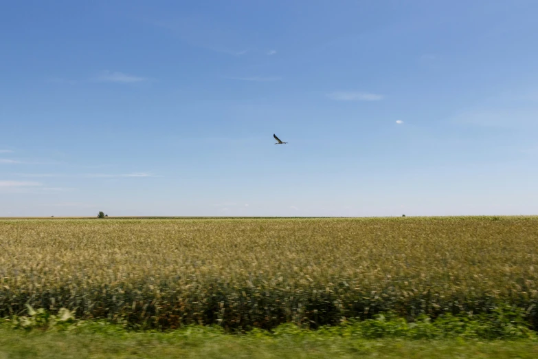 the view of an open grassy field with an eagle soaring