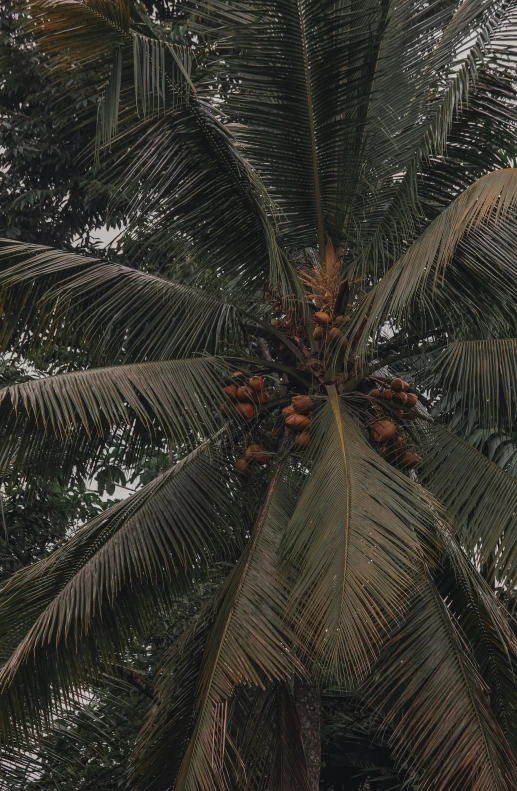 the underside of a coconut tree in a tropical island