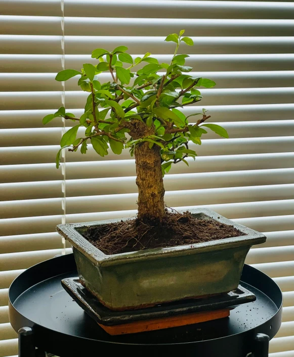 a small tree is sitting on top of a table