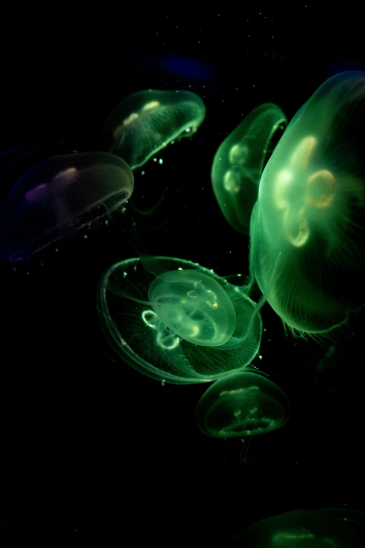 three green jellyfish are swimming together under the dark light