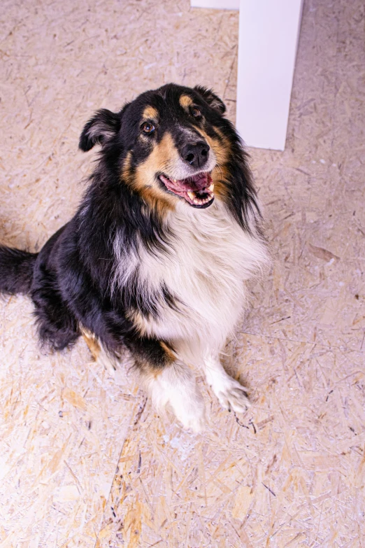 a dog sits on the ground by a box