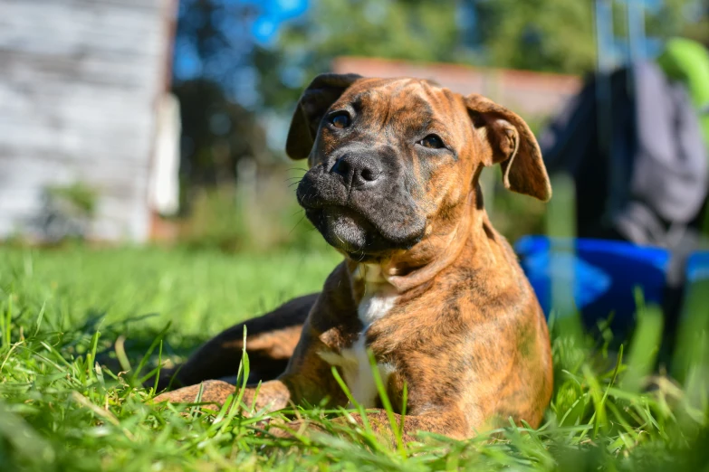 a brown dog laying in the grass and staring off to the distance