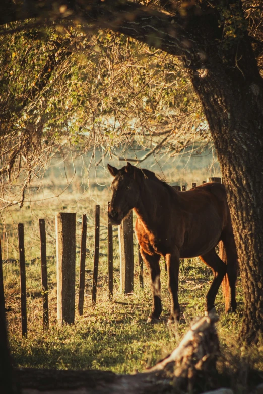 a brown horse is standing next to a tree
