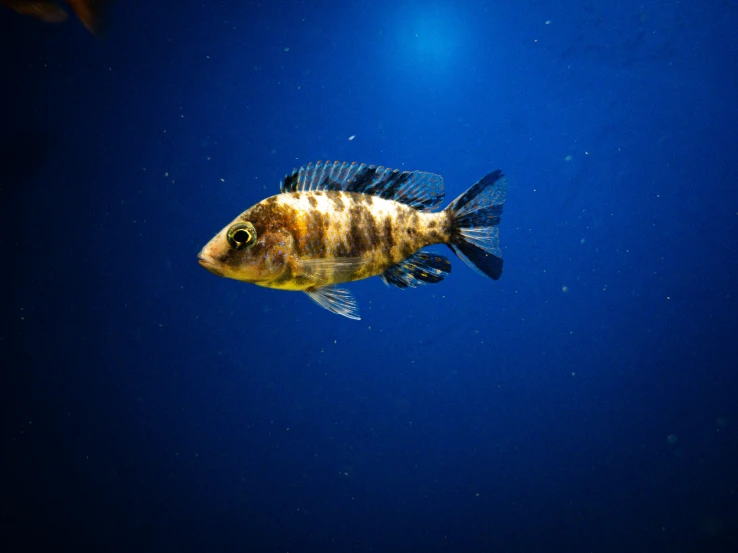 a black and white fish under the blue water