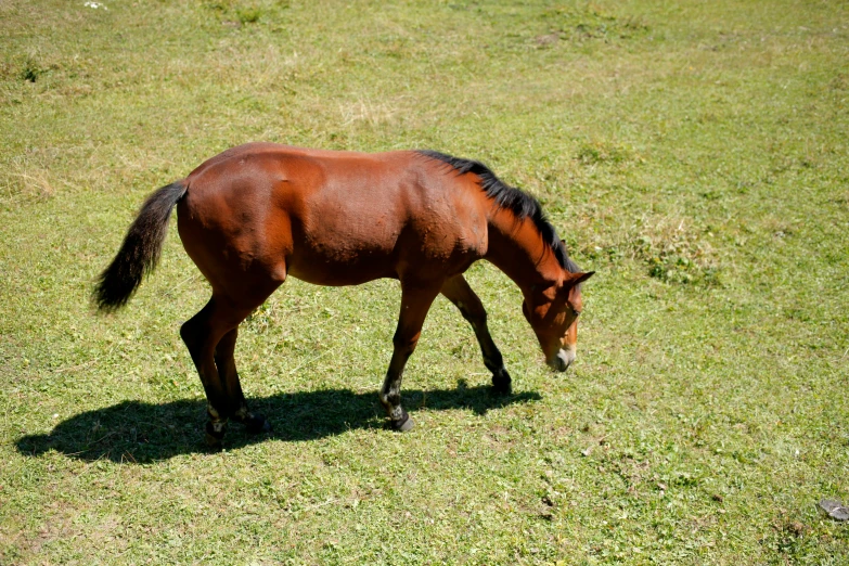 a brown horse grazing on grass with his head down