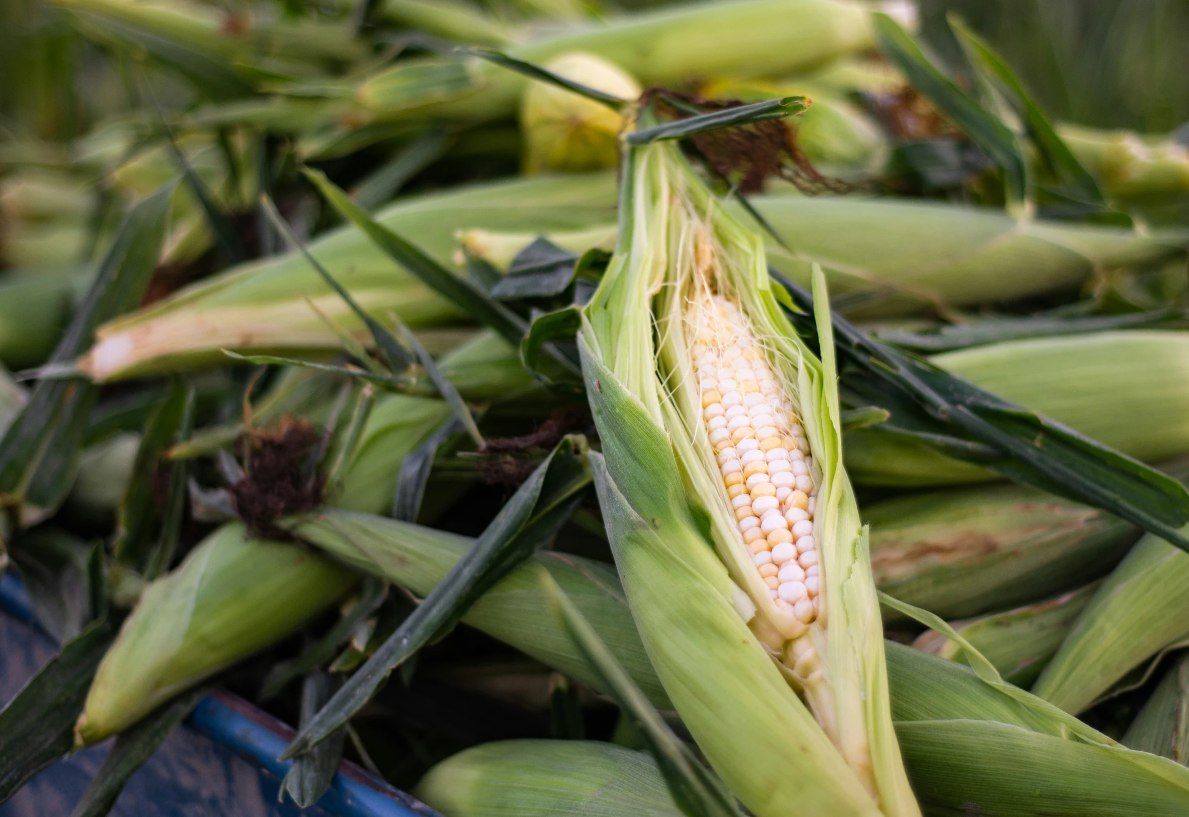 a close up s of some corn