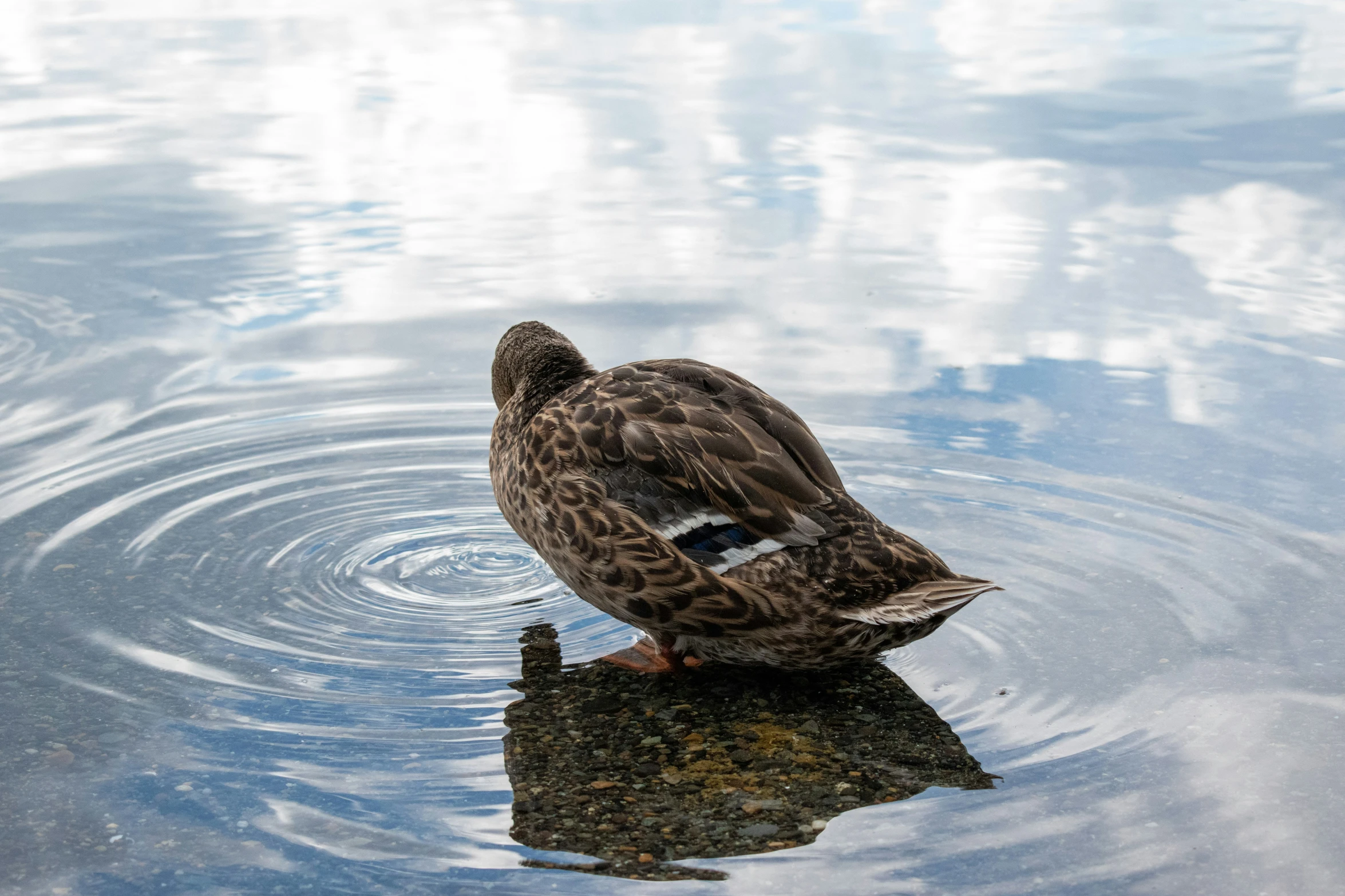 the duck swims through the water as the sky reflects in the background