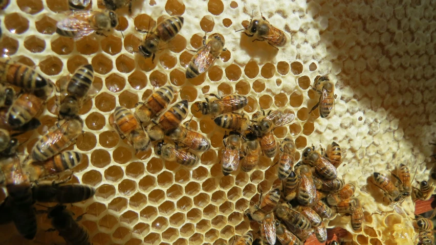 honey cells on the side of a wooden comb