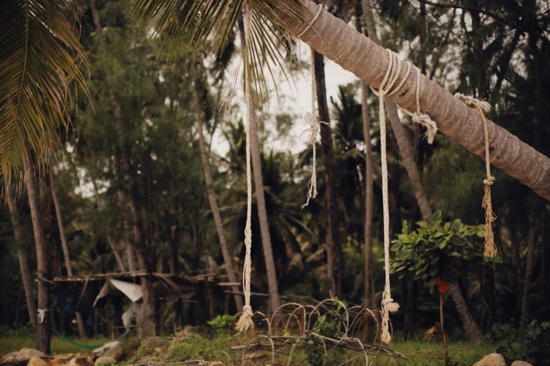 a swing between two palm trees in the jungle