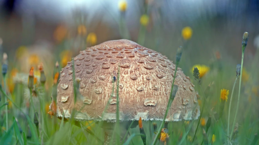 there is a very big mushroom that has a bunch of rain drops