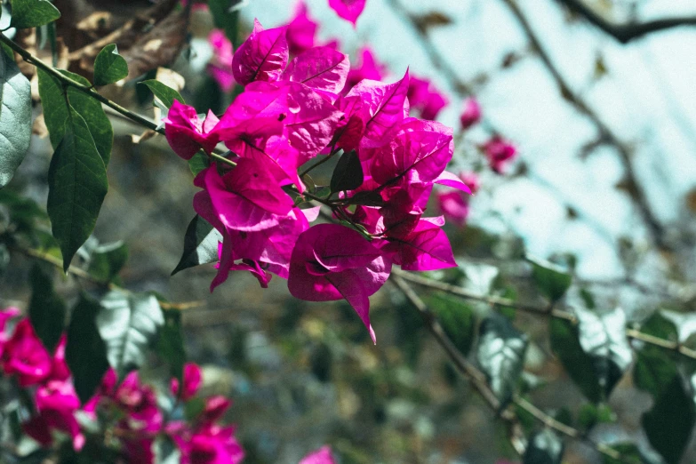 a purple flower grows through the nches of a tree